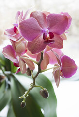 Fototapeta na wymiar violet orchid flower on blurred background