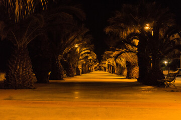 Walkway at night lined by palms and lit by streetlight 