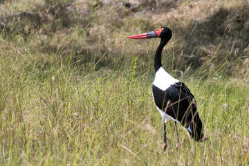 Saddlebilled Stork Okavango Delta Botswana