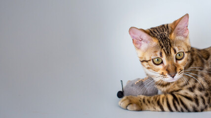 Bengali domestic cat