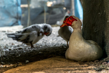 The Muscovy or Barbary Duck, Close up muscovy duck
