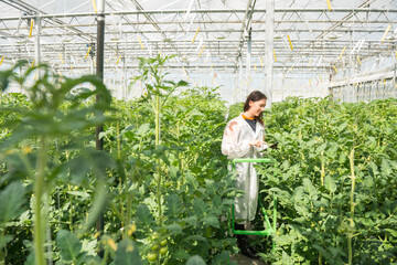 Young female scientist researching on tomato crops in greenhouse