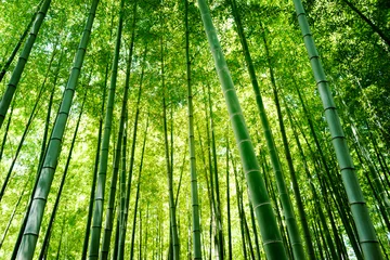 Zelfklevend Fotobehang Bamboe Bamboo Bos