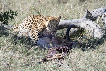 leopard cub