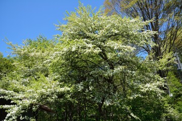 Beautiful blossoms of Toringo crabapple tree
