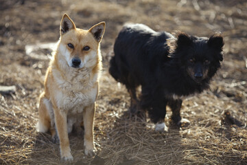 Stray dogs in the countryside.