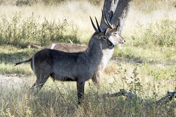 Water buck Okavango Delta Botswana