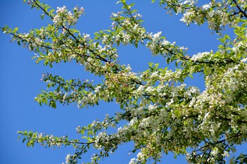 Beautiful blossoms of Toringo crabapple tree
