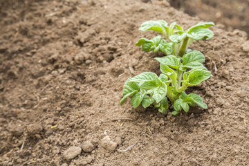 Potato green leaf bushes coming out from the ground and continue grow on the furrow in the garden in spring.