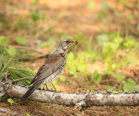 Thrush carries in the beak feed to its chicks.