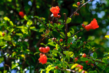 Fototapeta premium 赤い蕾