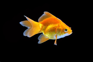 GoldFish aquarium pet