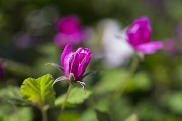 Rubus arcticus berries in Ural Mountains