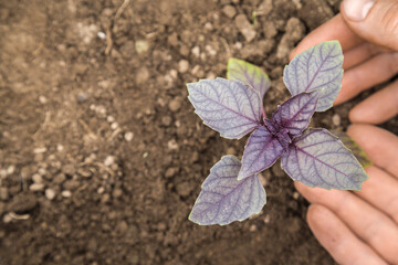 Gardener's hands checking purple basil on the ground in a greenhouse.