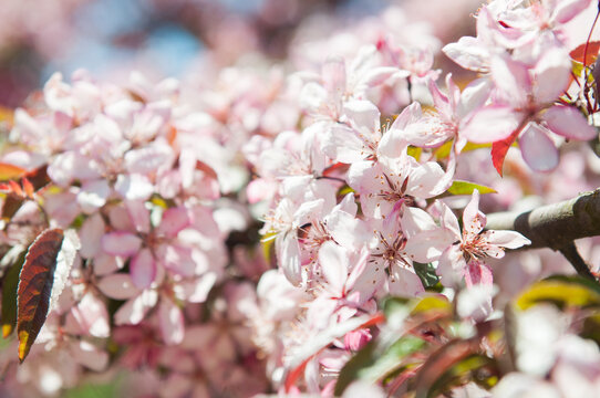 beautiful background of white flowers blossoming apple tree