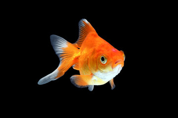 GoldFish aquarium pet