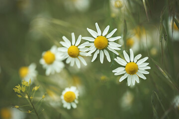 camomile on the green background