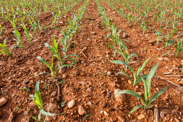 Campo sembrado de plantas de maíz.