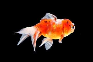 GoldFish aquarium pet