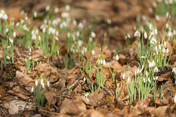 Snowdrops emerging through dead leaves in spring.