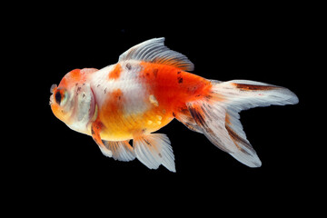 GoldFish aquarium pet
