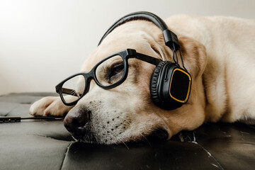 The Cute Labrador retriever dog sleeping and relax with headphone and glasses