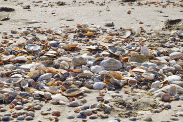 Shells on the sea beach sand. Sea coastal sand on the beach.