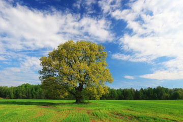 Fototapeta na wymiar Green oak tree on blue sky background