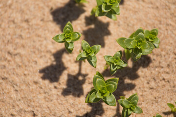 A beautiful minimalist closeup of a sand and sea sandwort. Shallow depth of field.