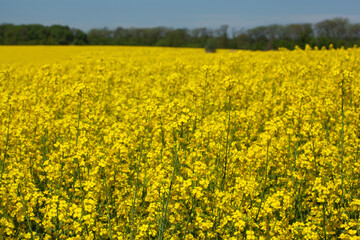 Beautiful flowering rapeseed field under the blue, cloudless sky on a clear spring day.