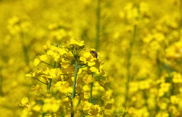 Bee pollinating flower of a rapeseed, a beautiful lush field under a blue, cloudless sky on a clear...