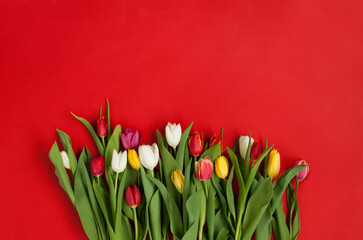 Multicolored tulips bunch