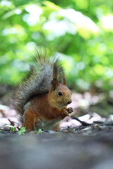 Squirrel eats nut in the wood