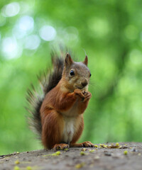 Naklejka na ściany i meble Squirrel eats nut in the wood