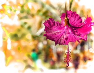 Hibiskus