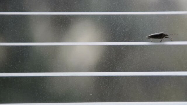 mix of 2 shots, stink bug walking on window blind (pentatomoidea species)