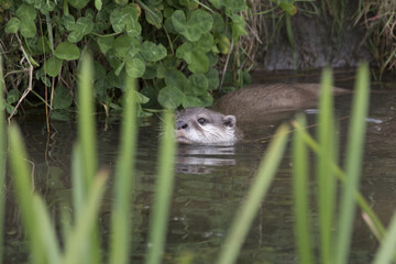 Eurasian otter