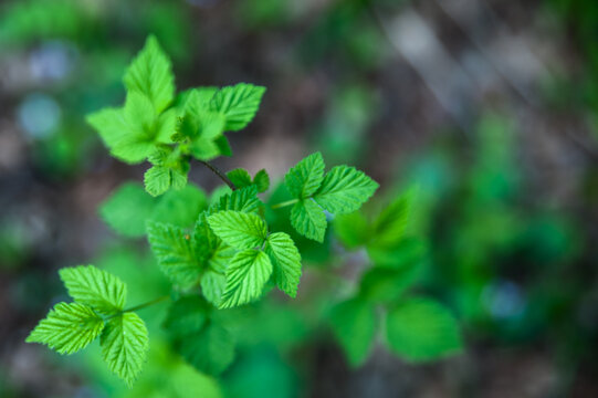 Young raspberry bush. Shoots in natural conditions. Spring, summer background, texture.