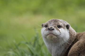 Eurasian otter
