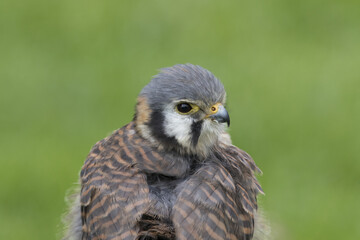 American kestrel
