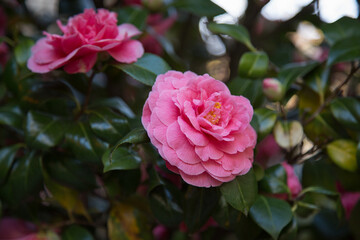 Close up pink roses petals 