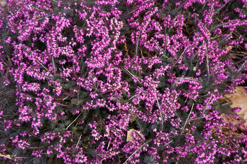 violet heather flowers