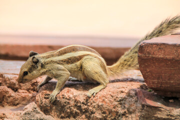 Close up shot of squirrell resting on a brick.