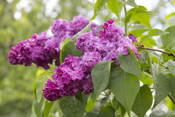 Obraz premium Beautiful lilac flowers after the rain