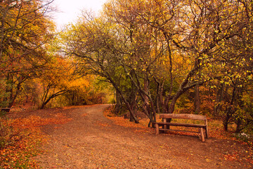 Naklejka premium Autumn at the park