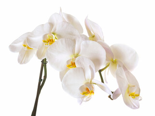 Fototapeta na wymiar Blossoming orchid phalaenopsis