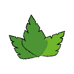 leaves nature plant vector icon illustration graphic design