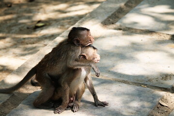 Baby monkeys