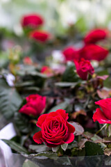 Several roses on the bush.