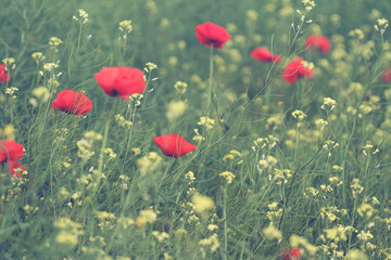 Obraz premium poppy and canola flower field